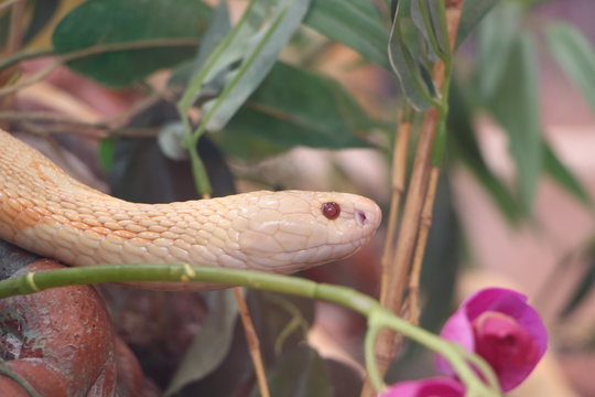 Couleuvre Elaphe Gutt albinos