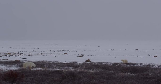 Polar bears chasing each other in snow storm through willows