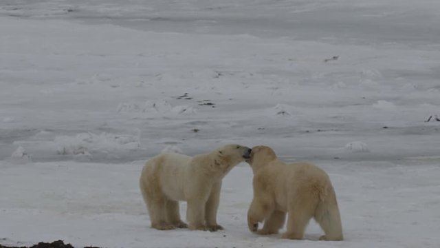 Slow motion - Pair of polar bears challenge each other on sea ice
