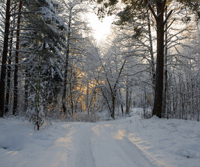 Small country road in winter with sunshine