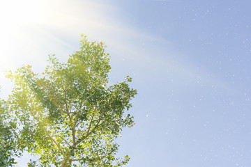 Crohn's green tree on a sky background in the sunlight