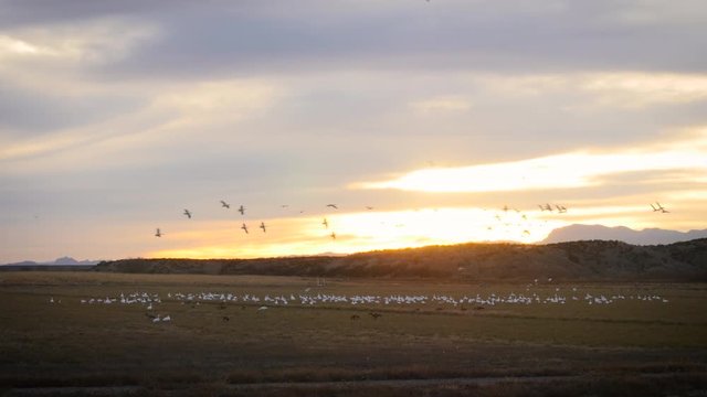 Wide Angle Snow Geese in Field in New Mexico