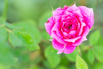 roses flower blossoming in the garden