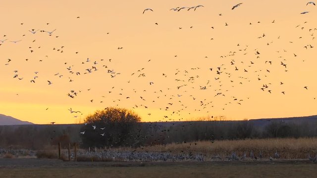 Slow Motion - Geese and Ducks Landing In Field Sunset