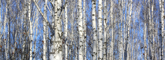 Obraz premium Beautiful landscape with white birches. Birch trees in bright sunshine. Birch grove in autumn. The trunks of birch trees with white bark. Birch trees trunks. Beautiful panorama.