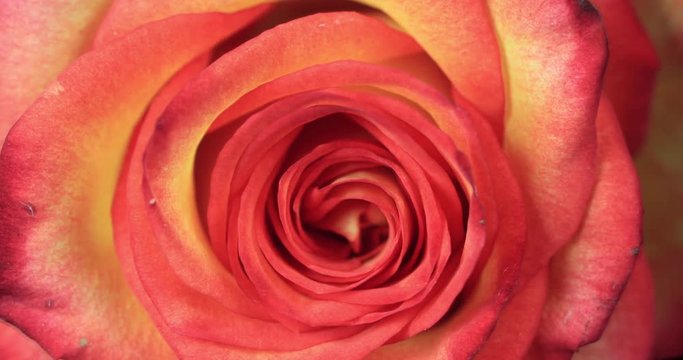 Blooming pink and Yellow Rose Flower. Footage from above.