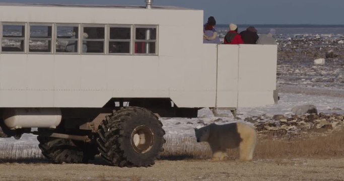 Tourists on deck of buggy watch polar bear below on coast on sunny day