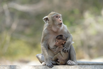 monkey with family