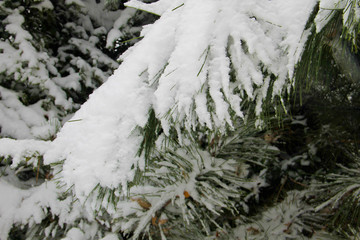 Pine branch covered with snow