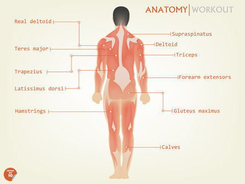 beautiful design of human anatomy back side with description

