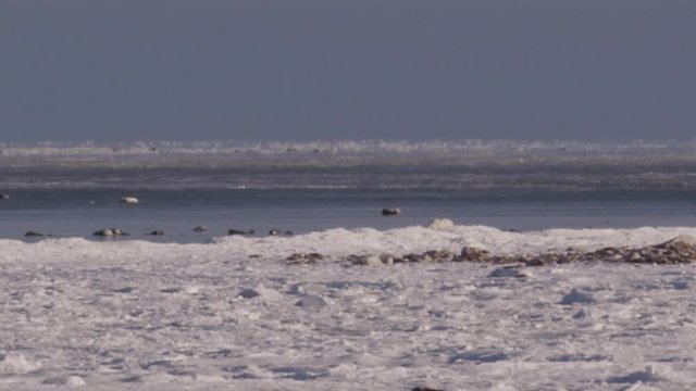 Telephoto of polar bear emerging from icy sea on to shore on sunny day