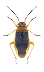Bug Capsus cinctus on a white background