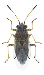 Bug Nysius senecionis on a white background