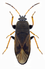 Bug Megalonotus sabulicola on a white background