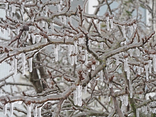 Branches of the tree after the sleet, ice crust and icicles, blurred Christmas background, trees in frost, bokeh, new year