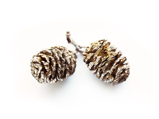 Sprig with alder cones on a white background