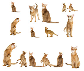 red cat looking at a white background
