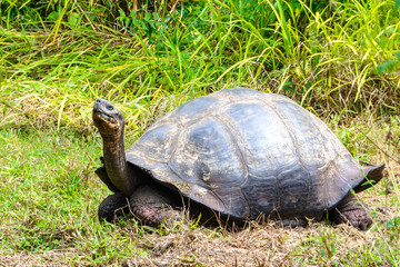 Giant tortoise in El Chato Tortoise Reserve, Galapagos islands, Ecuador
