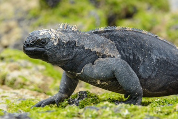Fototapeta premium Galapagos marine iguana, Isabela island, Ecuador