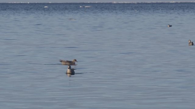 Slow motion - glaucus gulls swimming in evening light in arctic