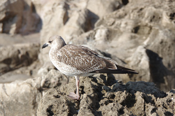 View on seagull