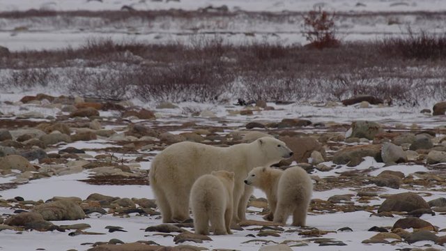 Polar bear mother stands to look and then runs away with cubs