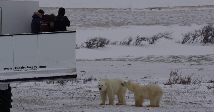 Tourists take pictures of polar bears from tundra buggy