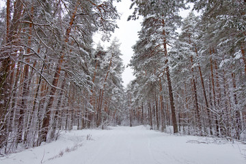 Fototapeta premium On the black branches of the tree lies a thick layer of snow (lo