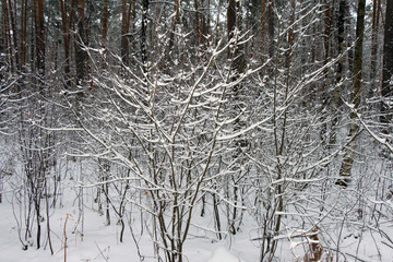 On the black branches of the tree lies a thick layer of snow (lo