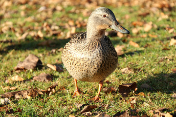 Obraz premium duck