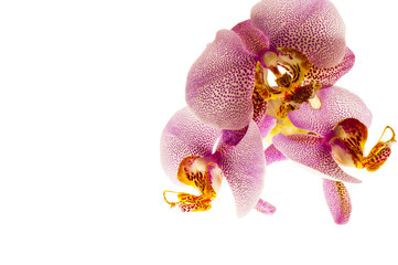 a  fresh orchids
