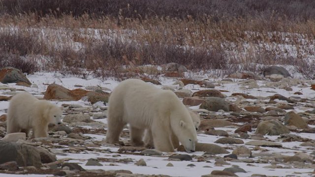 Slow motion- mother polar bear leads cubs across snowy boulder field