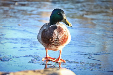 duck