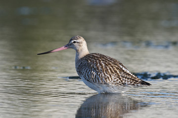 オオソリハシシギ(Bar-tailed Godwit)