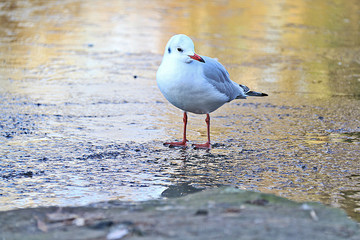 seagull