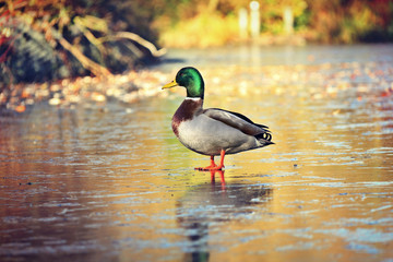 duck