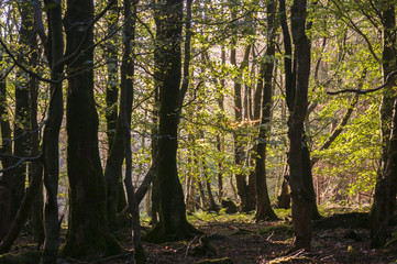 Dappled autumnal sunlight through the trees in Gisburn Forest, Lancashire, England.