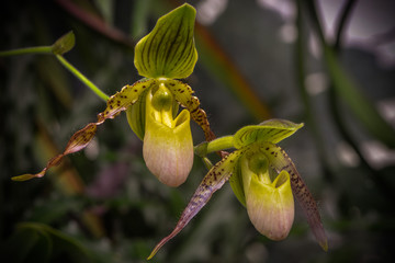 Makro einer Orchideenblüte