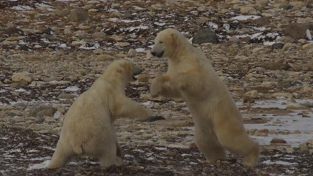 Slow motion - two polar bears on two legs battle and fight on rocky coast