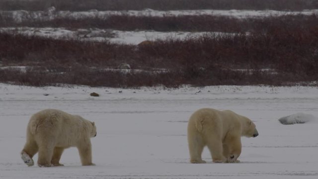 Slow motion - polar bears walk and fight across ice in snow storm