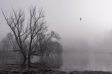 Foggy lake - Winter - Lambro Park