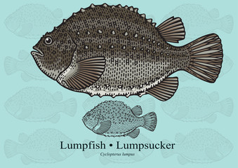 Fototapeta premium Lumpfish, Lumpsucker. Vector illustration for artwork in small sizes. Suitable for graphic and packaging design, educational examples, web, etc.