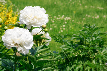 white peonies on the lawn