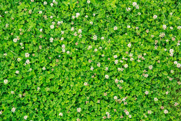 green blooming clover