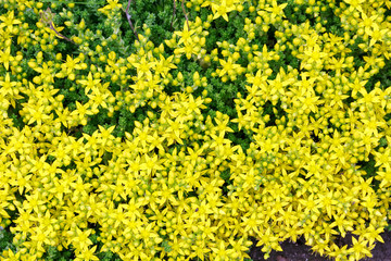 background of small yellow flowers