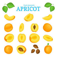 Vector set of ripe apricots fruits. Apricot fruit, whole, peeled, piece of half, slice leaves, seed. Collection of delicious orange apricot designer elements fo rpackaging of juice, breakfast