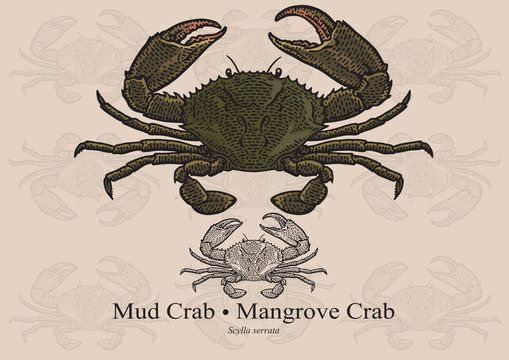 Mud Crab, Mangrove Crab, Black Crab. Vector illustration for artwork in small sizes. Suitable for graphic and packaging design, educational examples, web, etc.