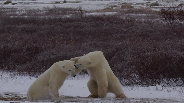 Slow motion - polar bears fight in the wind blown tundra