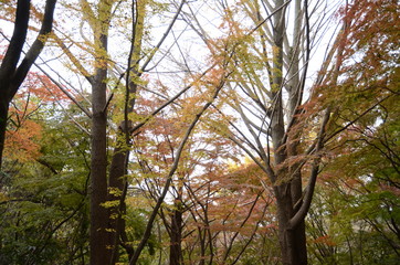 獅子舞の紅葉　晩秋