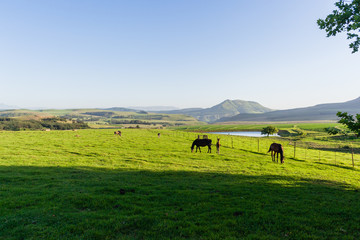 Horses Newborn Foal farmlands scenic mountain landscape.